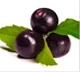 Illustrazione di bacche di Acai, un componente chiave di Silvets