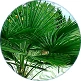 Estratto di palma nana, ingrediente di UroCore