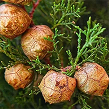 Illustrazione di estratto di fiori di Robinia pseudoacacia, presente in Arthrovia