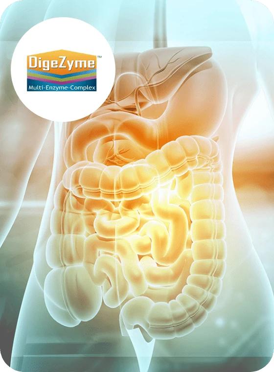 Illustrazione del complesso enzimatico DigeZyme® all'interno di Dentolan